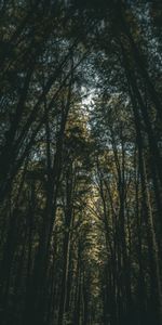 Nature,Trees,Forest,Branches,Bottom View