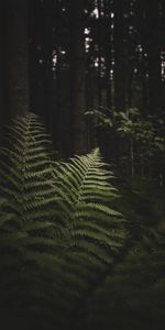 Fougère,Forêt,Branches,Arbres,Nature