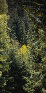 Forêt,Branches,Feuillage,Arbres,Nature