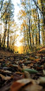 Nature,Forêt,Branches,Arbres,Feuille,Brochure