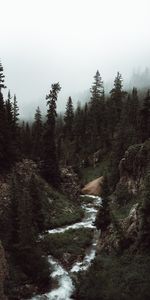 Forêt,Brouillard,Nature,Arbres,Ruisseau