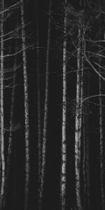 Nature,Trees,Forest,Bw,Chb,Dark