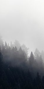 Forêt,Brouillard,Nuage,Nature,Arbres