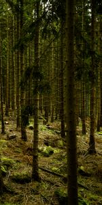 Nature,Forêt,Arbres,Tristement,Sombre