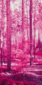 Nature,Trees,Forest,Effect,Pink