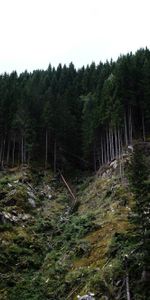 Élévation,Nature,Arbres,Forêt