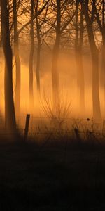 Nature,Trees,Forest,Fence,Fog