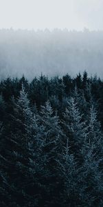 Nature,Trees,Forest,Fir,Spruce,Fog