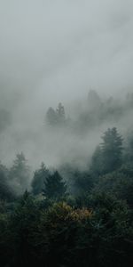 Nature,Trees,Forest,Fir,Spruce,Fog,Darkness