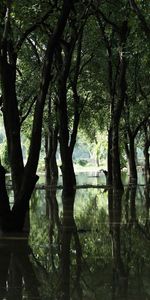 Inonder,Inondation,Arbres,Marais,Nature,Forêt,Source,Printemps