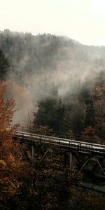 Nature,Forêt,Brouillard,Arbres,Pont,Automne