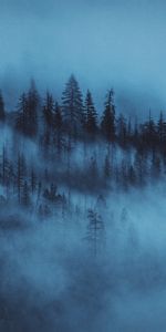 Nature,Trees,Forest,Fog,Dawn