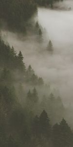 Nature,Trees,Forest,Fog,Smoke