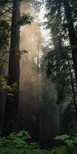 Nature,Trees,Forest,Fog,Sunlight