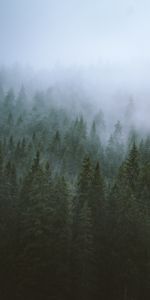 Nature,Trees,Forest,Fog,Top,Tops