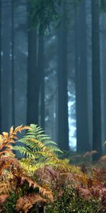 Nature,Fougère,Premier Plan,Arbres,Forêt,Automne