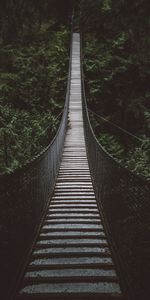 Nature,Trees,Forest,Height,Bridge,Rope Bridge,Cable Bridge,Suspension Bridge