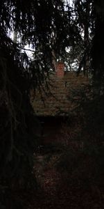 Nature,Trees,Forest,Hut,Old,Dark