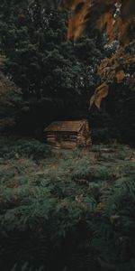 Fougère,Izba,Nature,Forêt,Arbres,Loger,Petite Maison