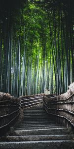 Nature,Trees,Forest,Ladder,Bamboo,Stairs