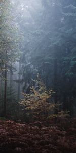 Nature,Trees,Forest,Leaves,Fog,Gloomily,Gloomy