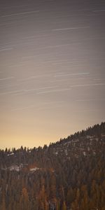 Nature,Trees,Forest,Long Exposure,Stars