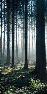 Brouillard,Matin,Arbres,Nature,Forêt