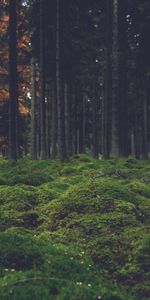 Forêt,Mousse,Nature,Arbres