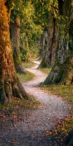 Forêt,Nature,Arbres,Chemin