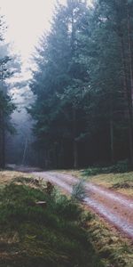 Nature,Trees,Forest,Path