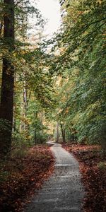 Nature,Forêt,Arbres,Chemin,Automne