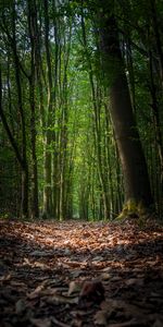 Nature,Trees,Forest,Path,Autumn,Foliage