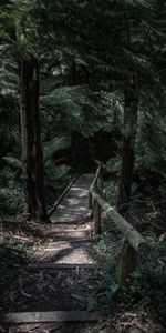 Arbres,Fougère,Nature,Forêt,Pont,Chemin