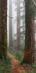 Nature,Arbres,Brouillard,Forêt,Chemin