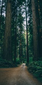 Nature,Trees,Forest,Path,Plants