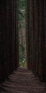 Nature,Trees,Forest,Path,Rows,Ranks,Pine