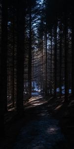 Naturaleza,Árboles,Camino,Bosque,Nieve