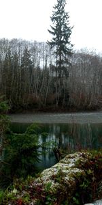 Forêt,Fourrés,Fourré,Nature,Arbres,Étang,Sombre