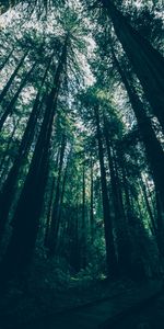 Nature,Trees,Forest,Shadows,Bottom View