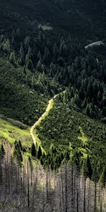 Naturaleza,Árboles,Pendiente,Cuesta,Devanado,Sinuoso,Bosque,Camino