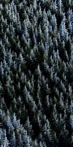 Nature,Trees,Forest,Spruce,Fir