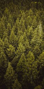 Nature,Trees,Forest,Spruce,Fir