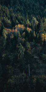 Forêt,Épicéa,Sapin,Bouleau,Nature,Arbres