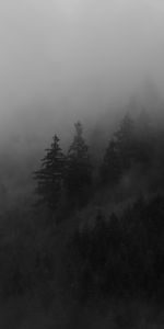 Nature,Trees,Forest,Spruce,Fir,Fog,Smoke