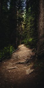 Nature,Trees,Forest,Spruce,Fir,Path