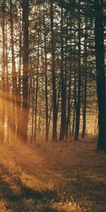 Nature,Forêt,Sun,Lumière Du Soleil,Arbres