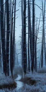 Nature,Trees,Frost,Hoarfrost,Creek,Brook,Forest