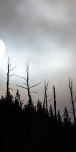 Nature,Trees,Full Moon,Moon