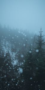 Nature,Trees,Glare,Bokeh,Boquet,Fog,Forest