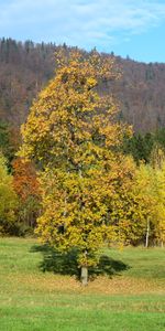 Herbe,Champ,Arbres,Domaine,Nature,Automne